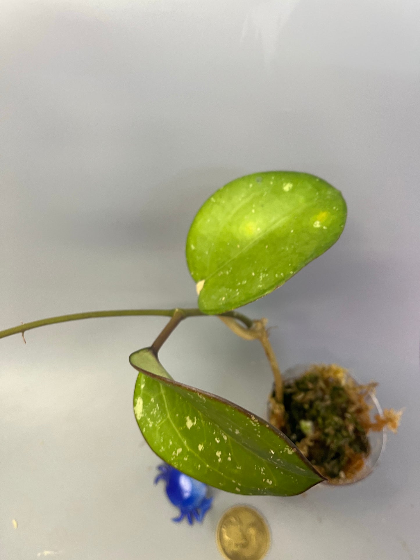 Reserved for kimberlee - Hoya loyceandrewsiana - active growth