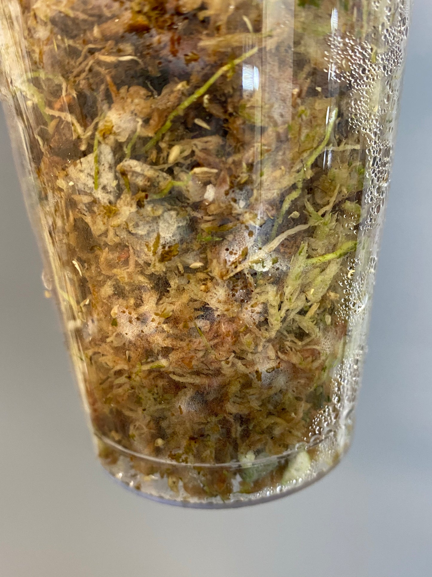 Hoya AH-074 silver clone- has roots