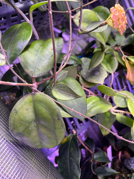Hoya sp borneo epc 953 - fresh cutting - 1 node/ 2 leaves - Unrooted 1 node