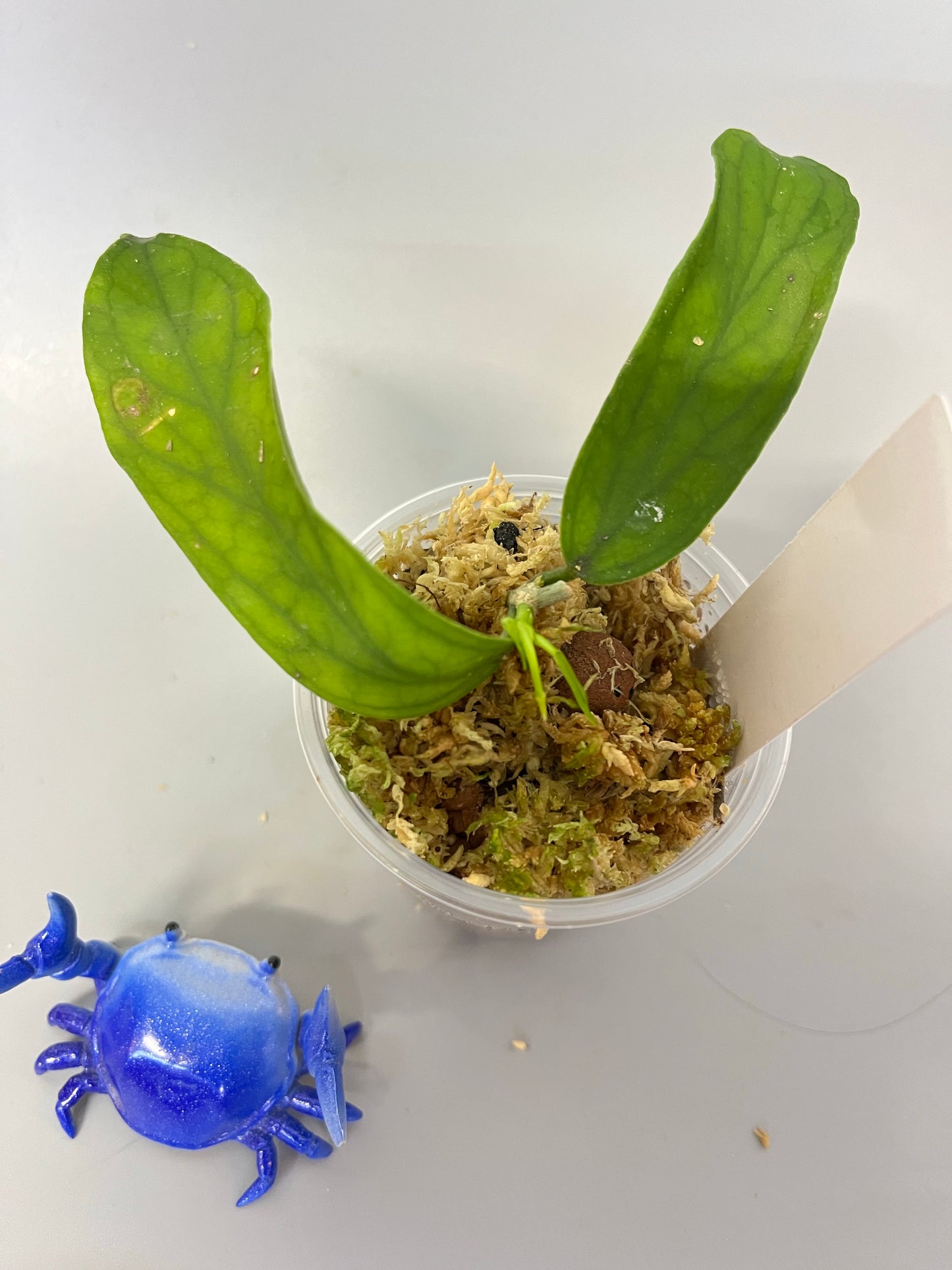 Hoya pandurata - has some roots and leaf blemish