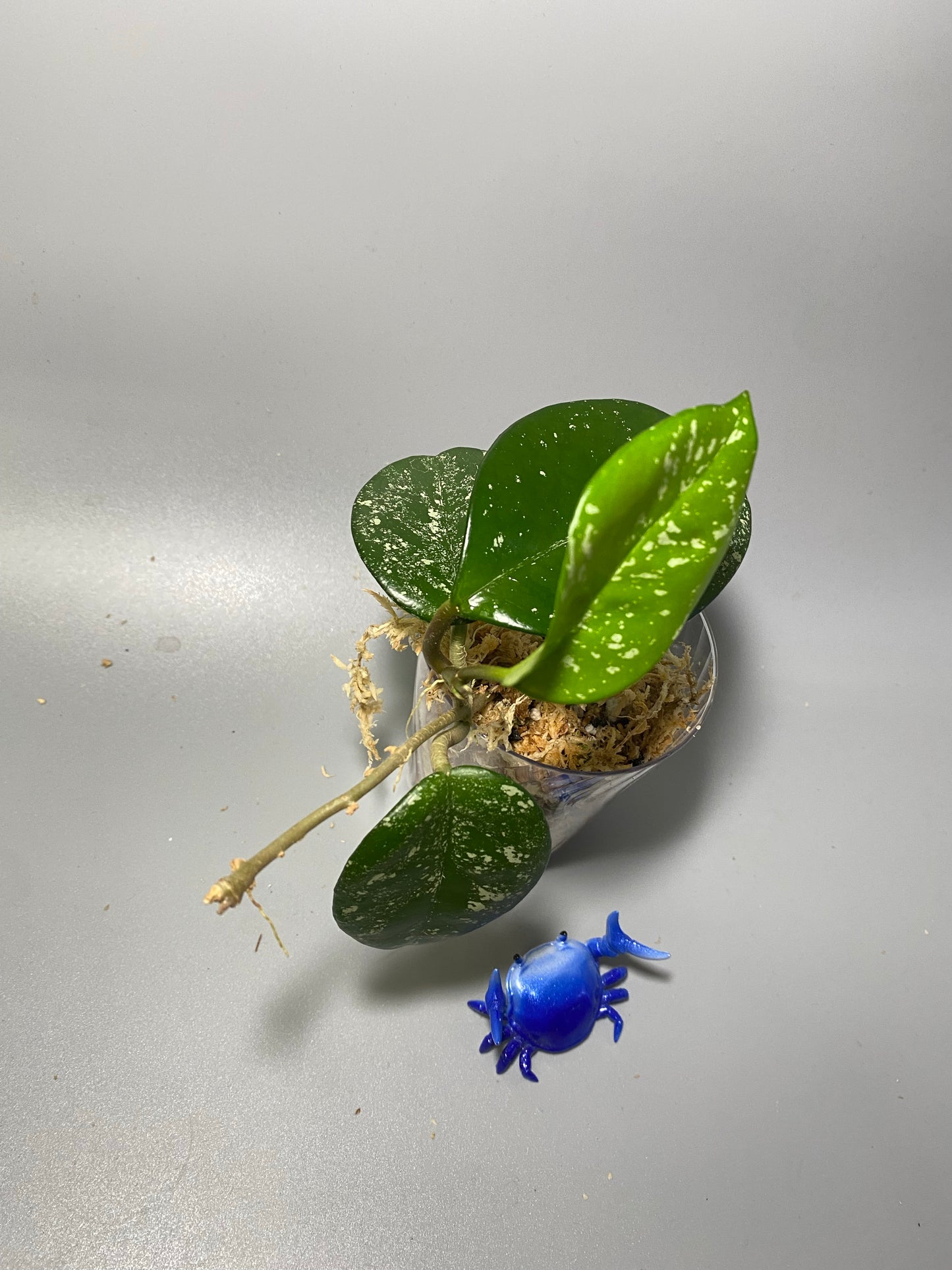 Hoya carnosa freckles splash - active growth