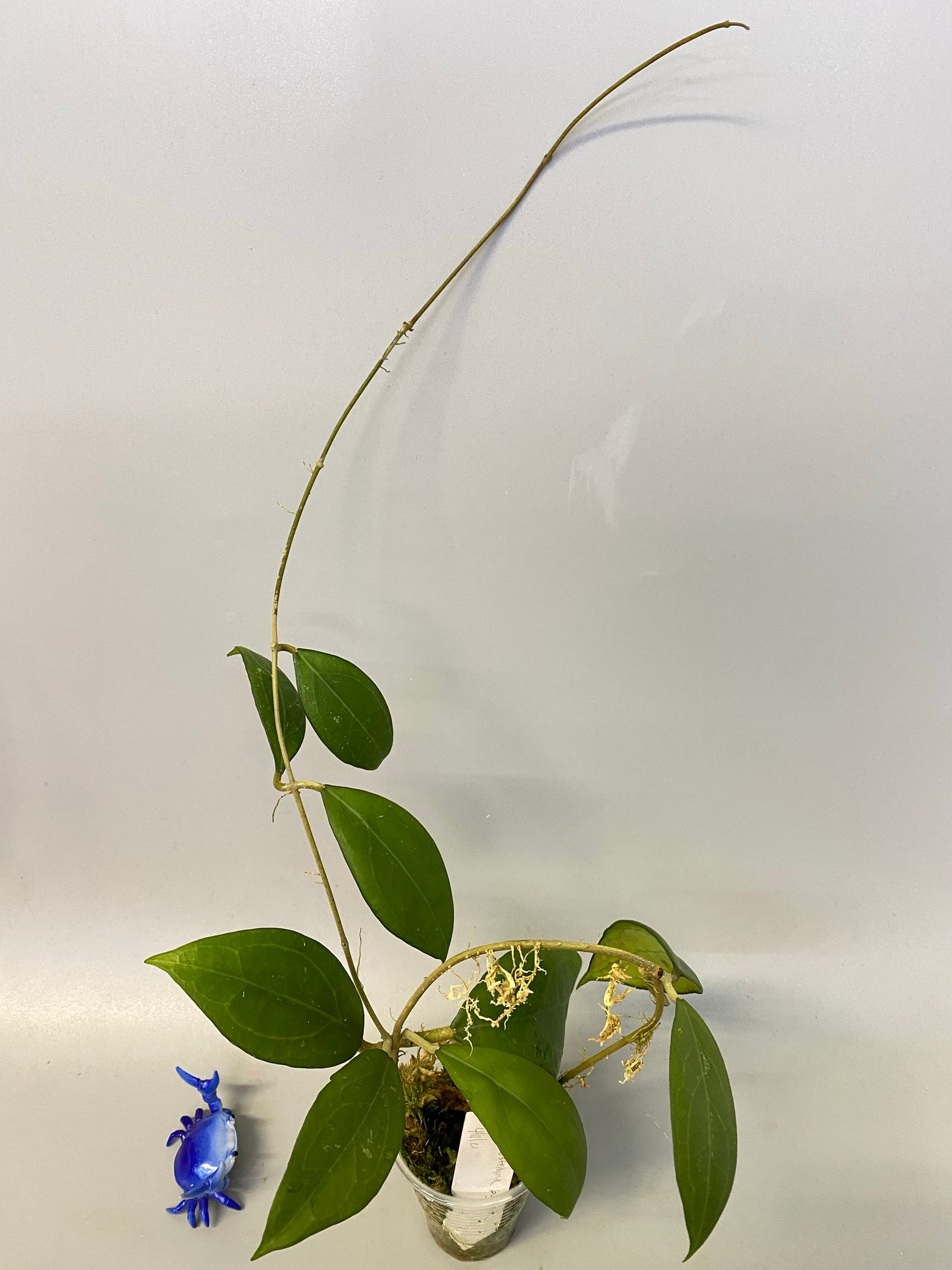 Hoya erythrostemma - big pink - active growth