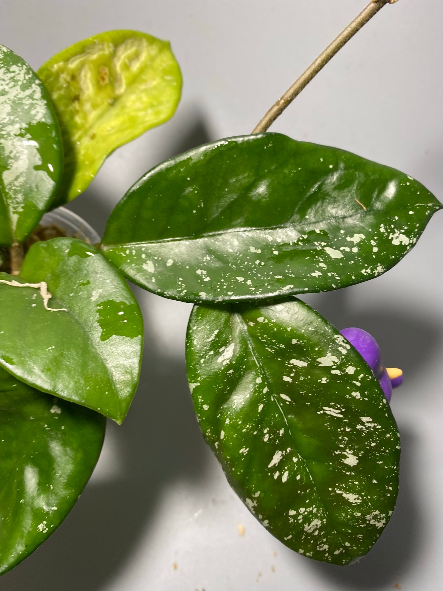 Hoya carnosa freckles splash - active growth