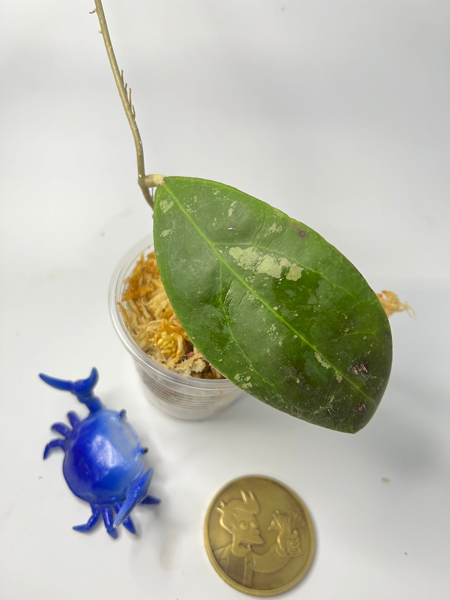 Hoya rintzii borneo -Unrooted