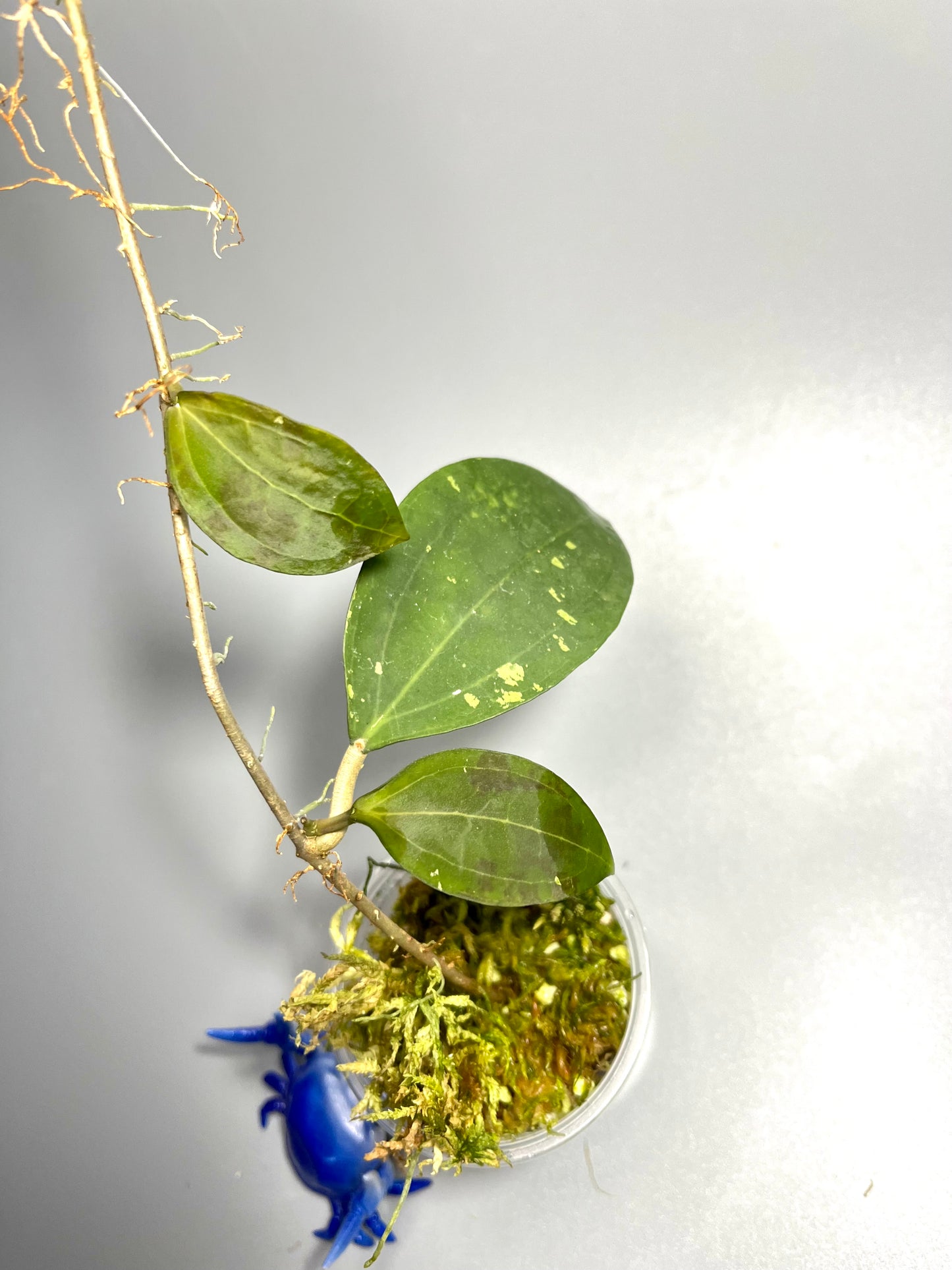 Hoya paulshirleyi - has some roots