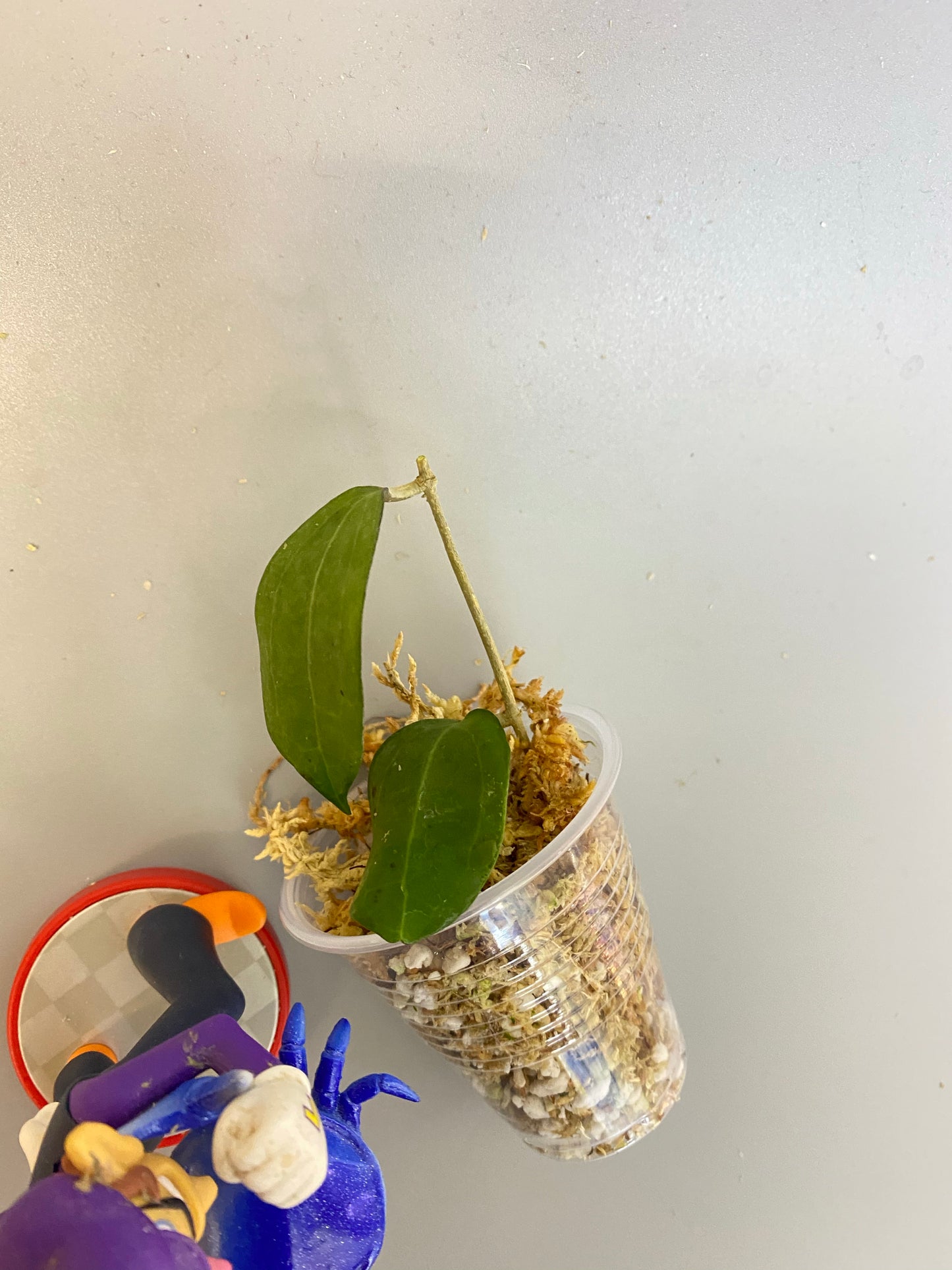 Hoya paulshirleyi - unrooted