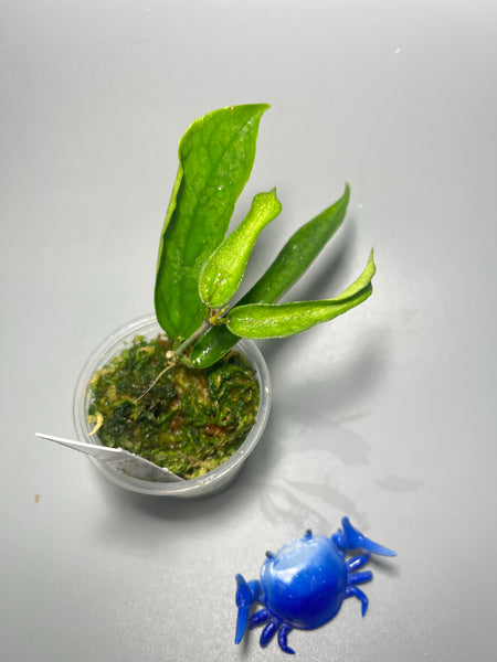 Hoya pandurata - active growth and leaf blemish