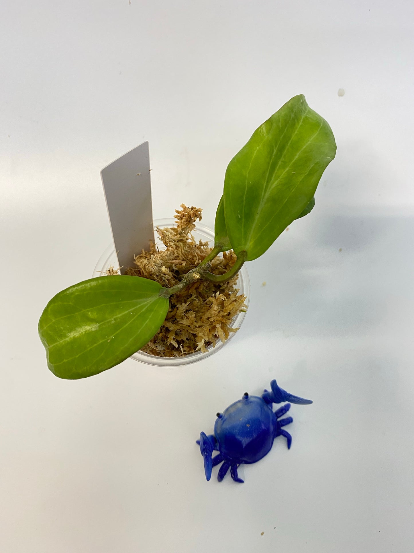 Hoya merrillii - just starting to root