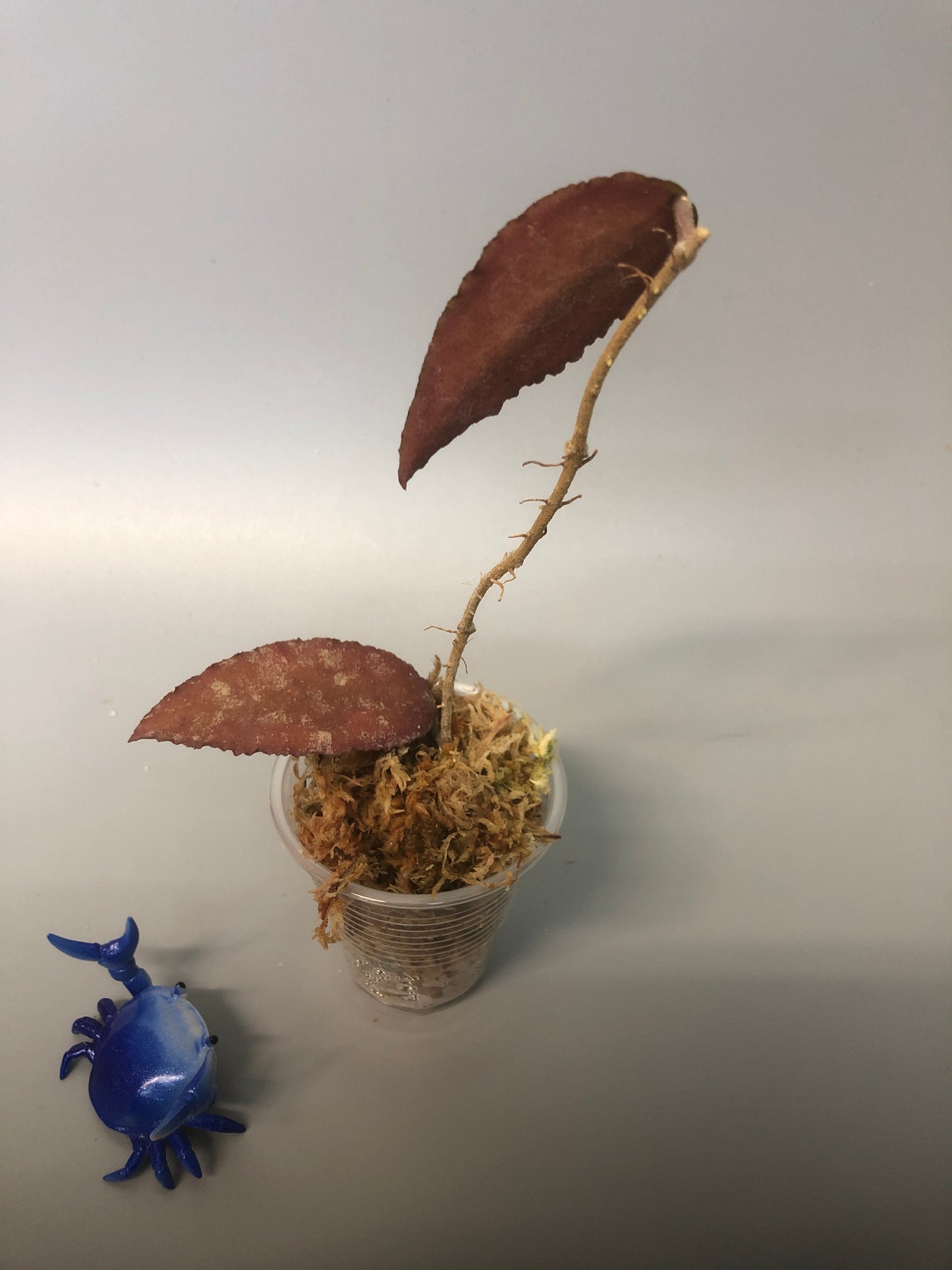 Hoya caudata Sumatra - just starting to root