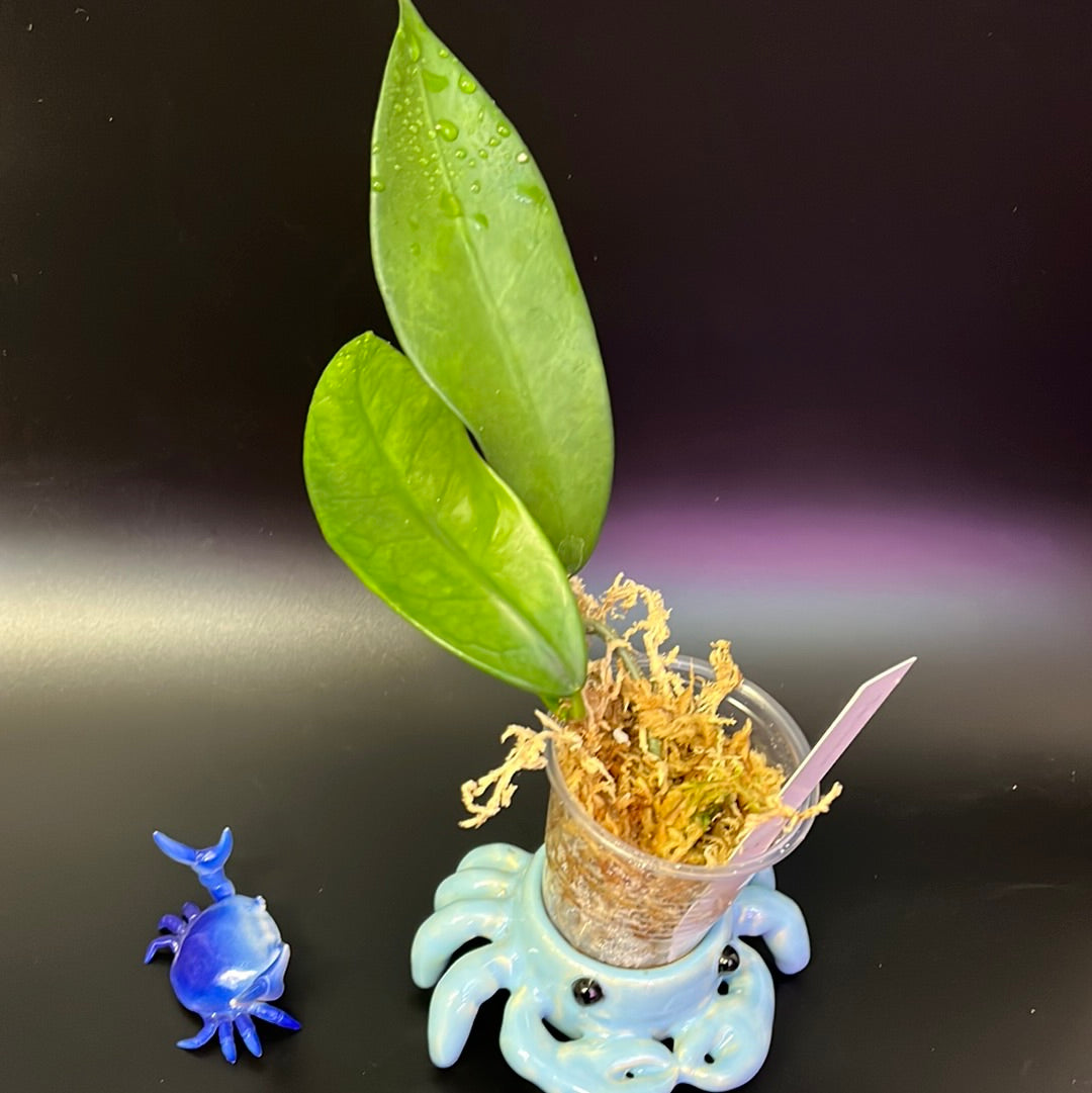 Hoya treubiana - starting to root