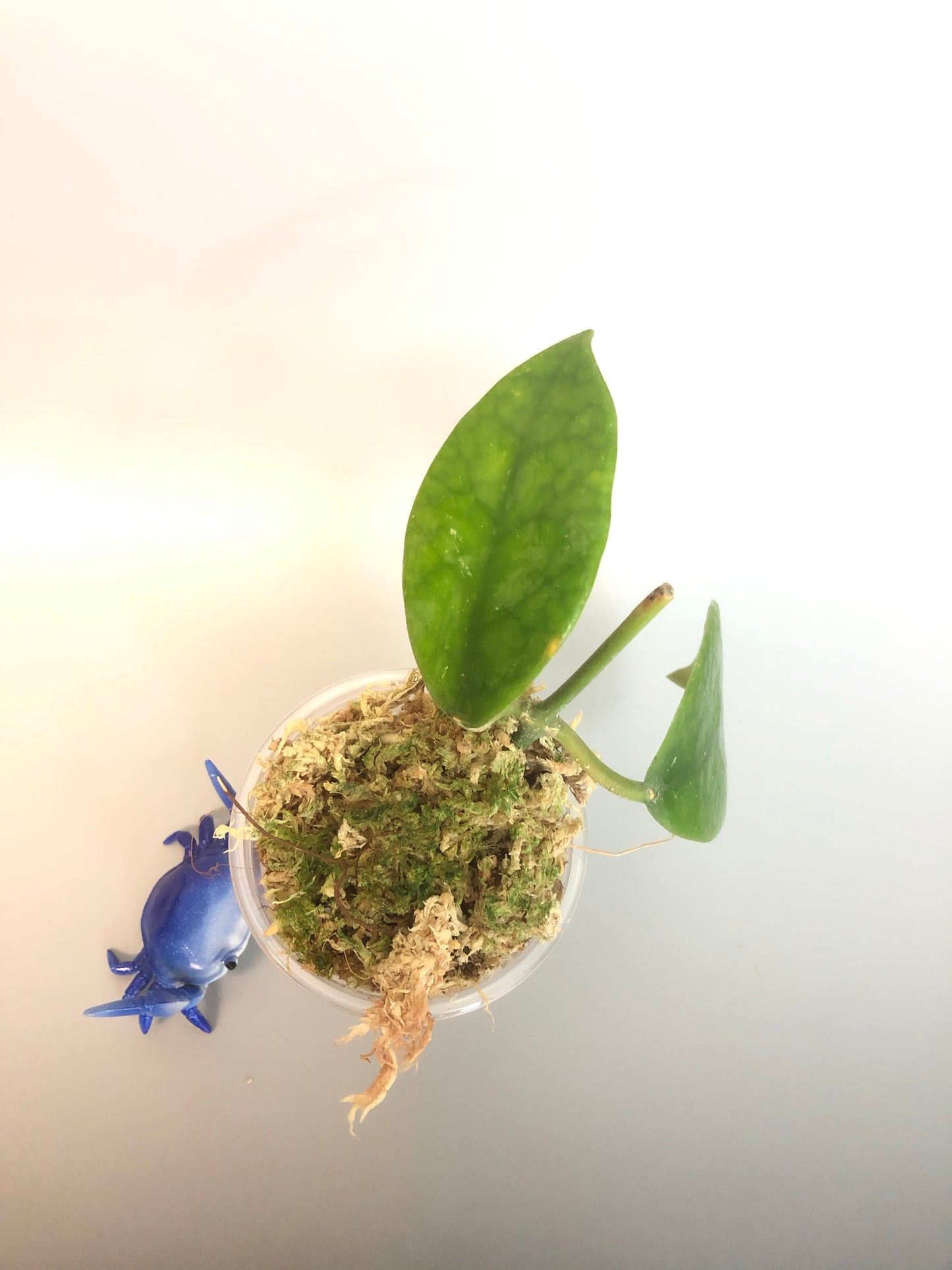 Hoya diversifolia - starting to root.