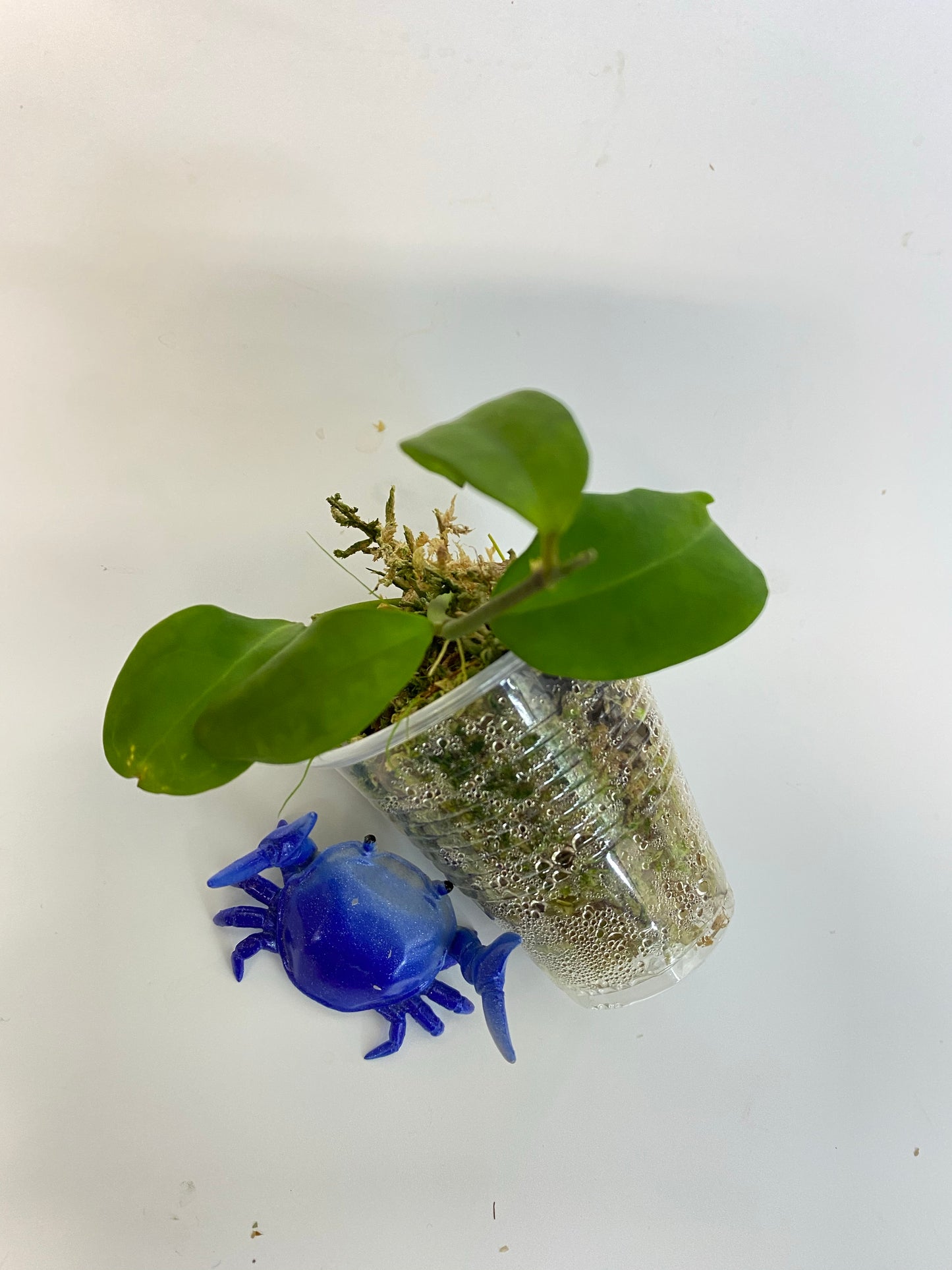 Hoya elliptica Philippines - active growth