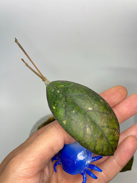 Hoya cv irina - fresh cutting 1 node / 1 leaf