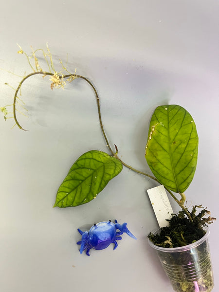 Hoya meredithii - has roots