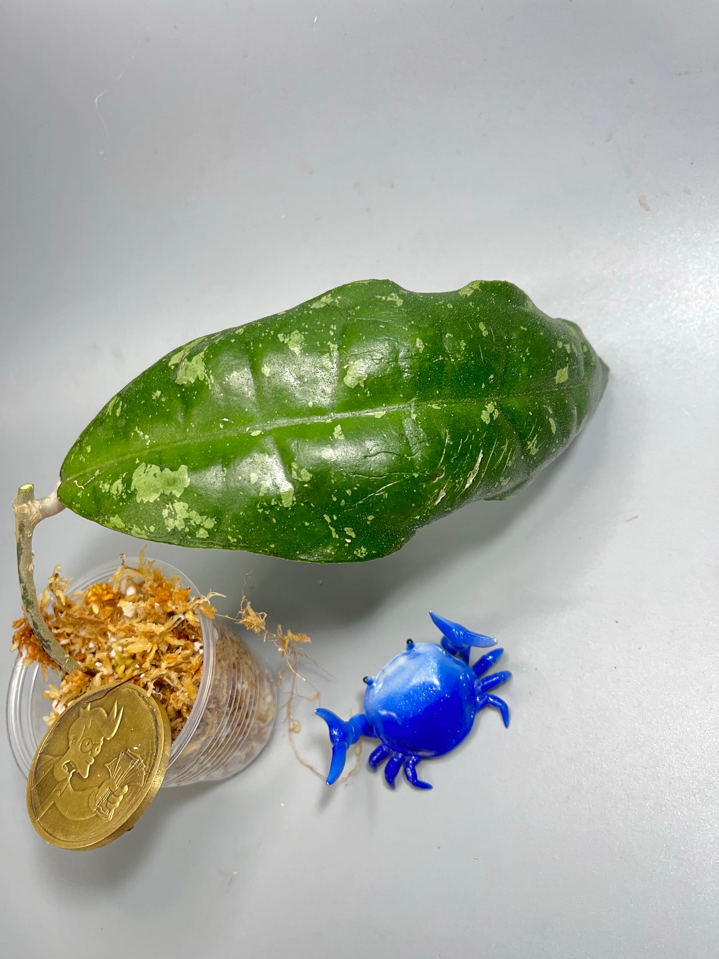 Hoya sp perak Malaysia with splash - Unrooted