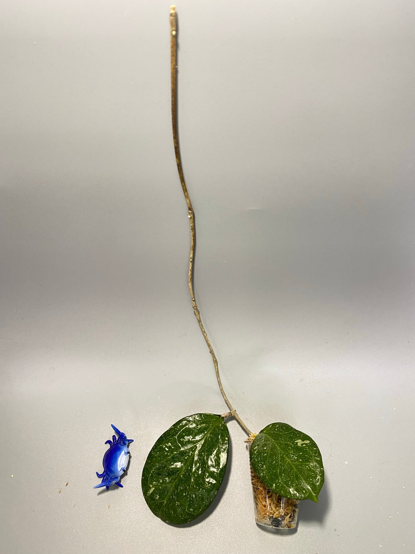 Hoya ‘Michele’ - active growth