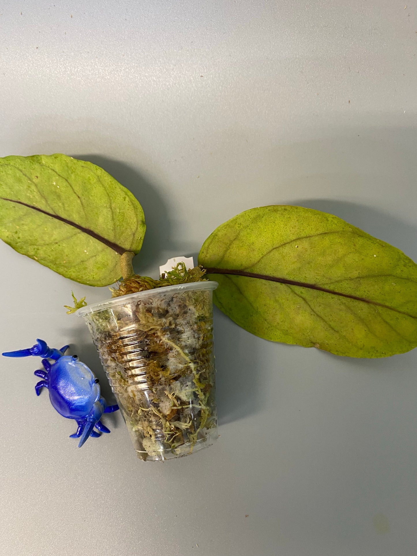 Hoya sp GPS 7020 - has roots