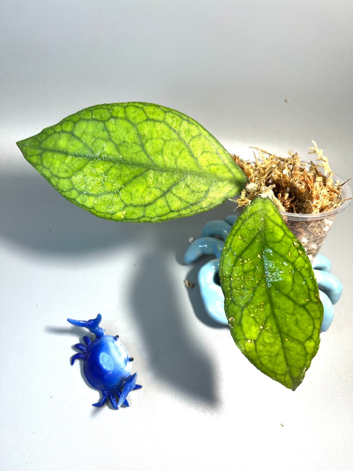 Hoya tanggamus Indonesia - Unrooted