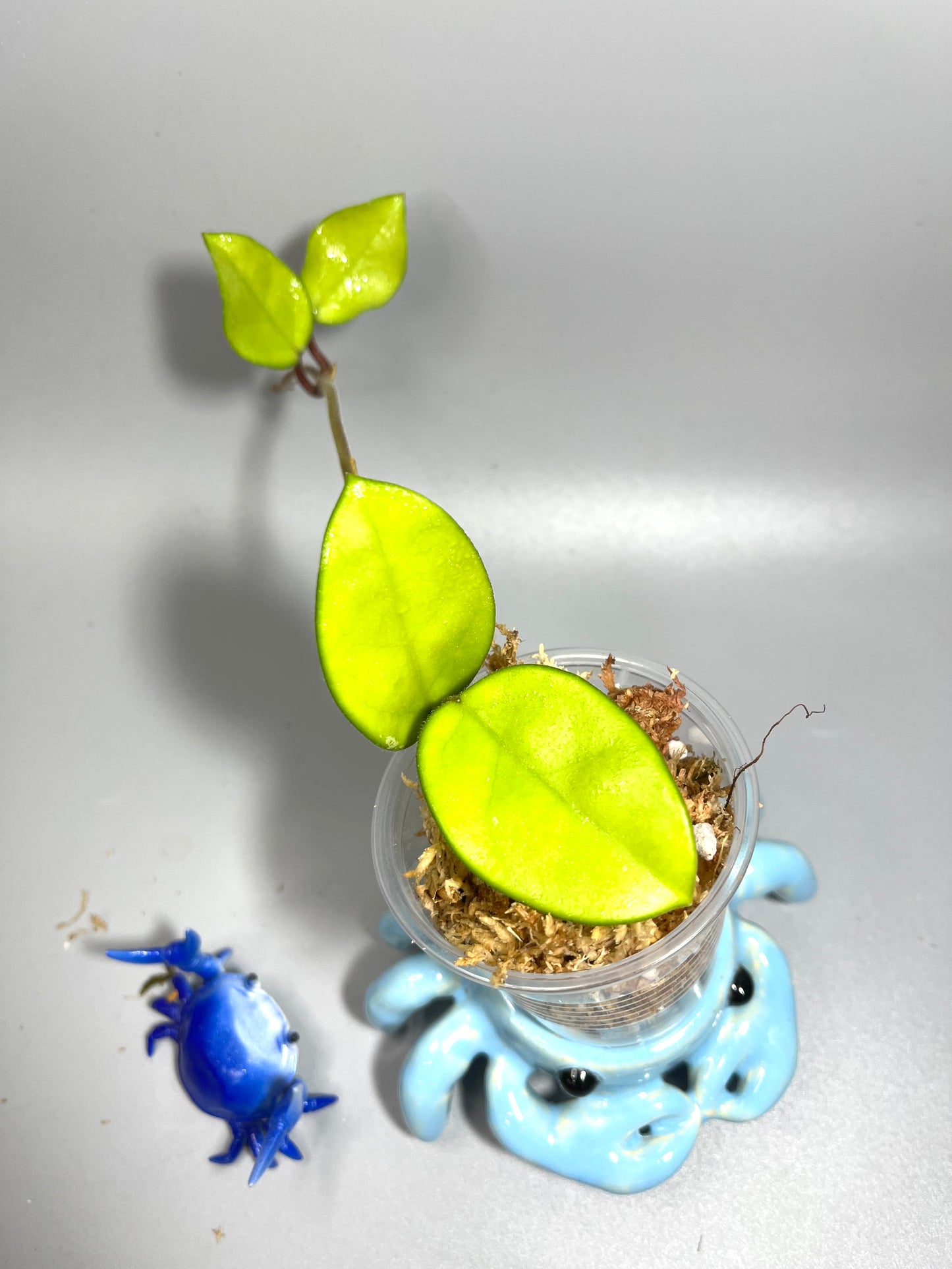 Hoya sms 2011-9 (fungii x carnosa) - Unrooted