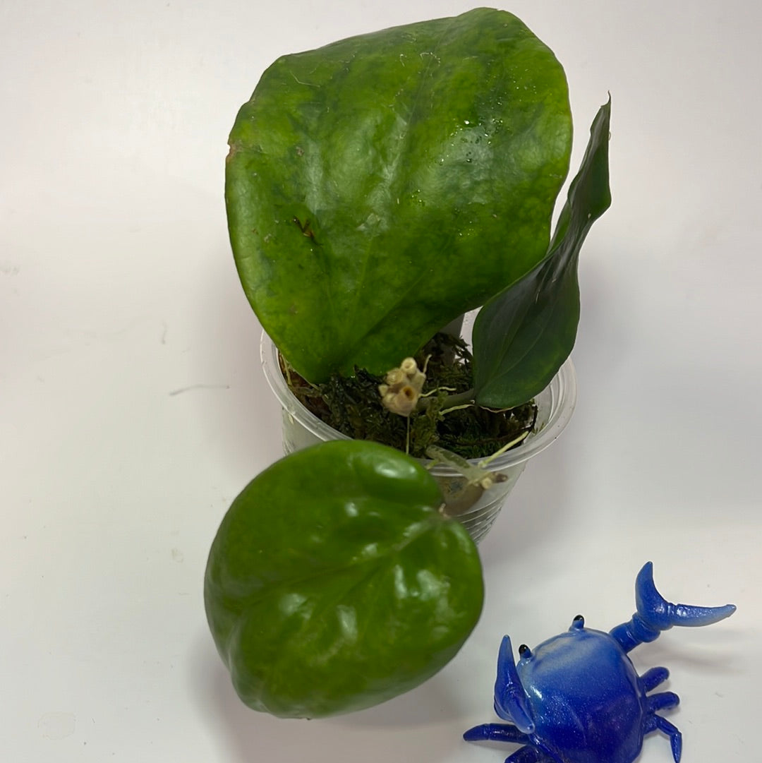 Hoya pentaphlebia - active growth