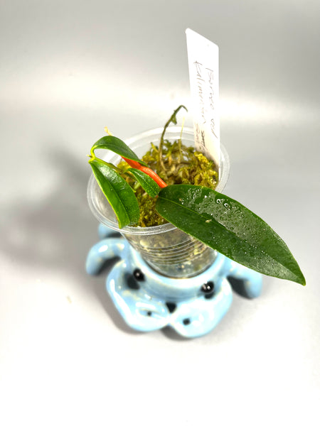 Hoya sp kalimantan borneo red - active growth
