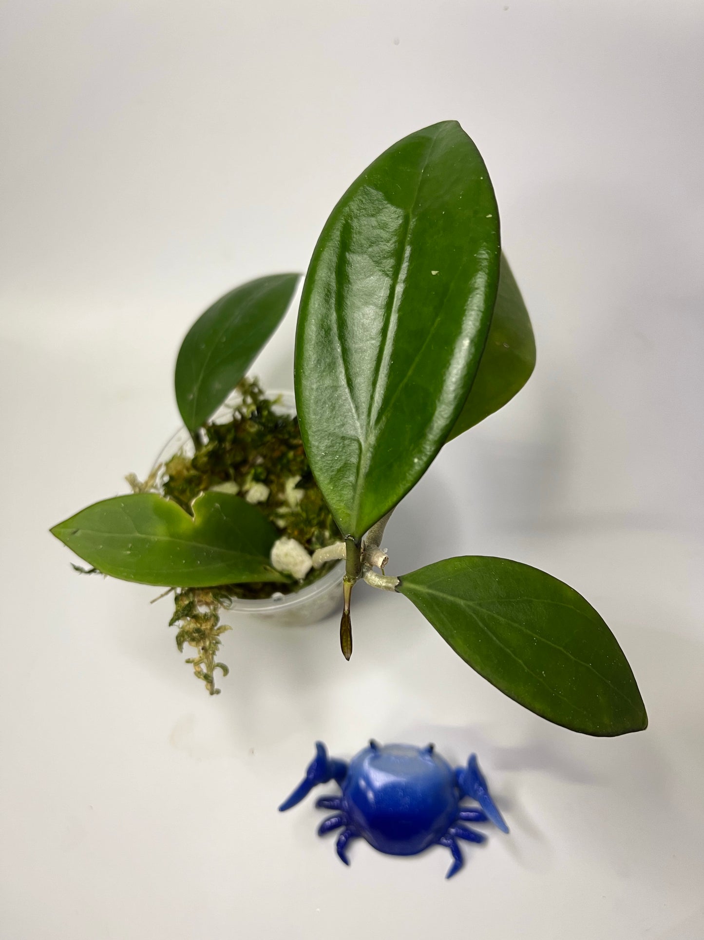 Hoya MB 1497 - (erythrina x MB 1141) - active growth