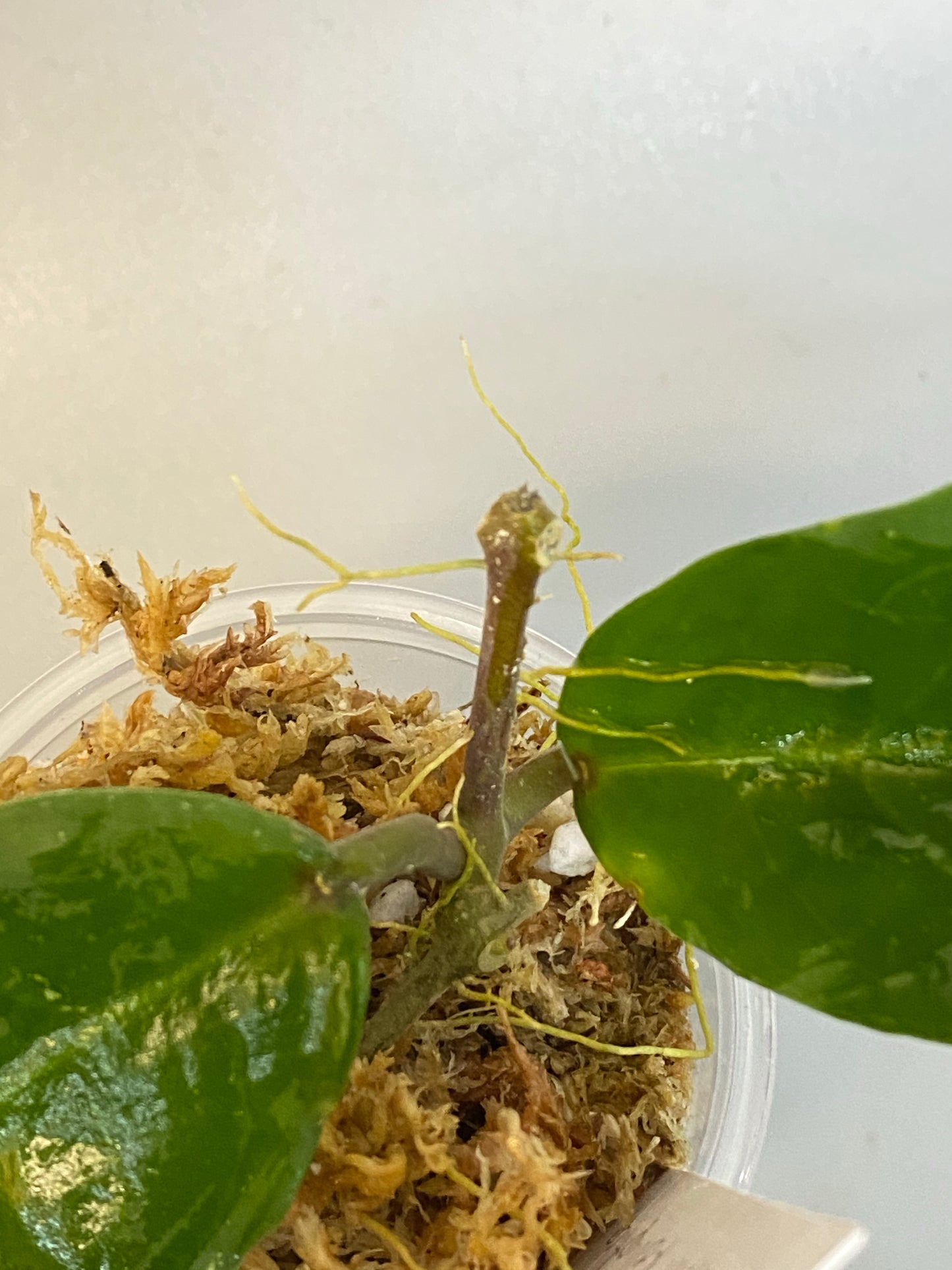 Hoya Patricia - Darwinii x Elliptica - has some roots