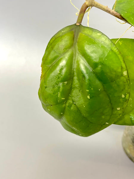 Hoya cv Ricardo - fresh cutting / 1 node / 1 leaf - Unrooted