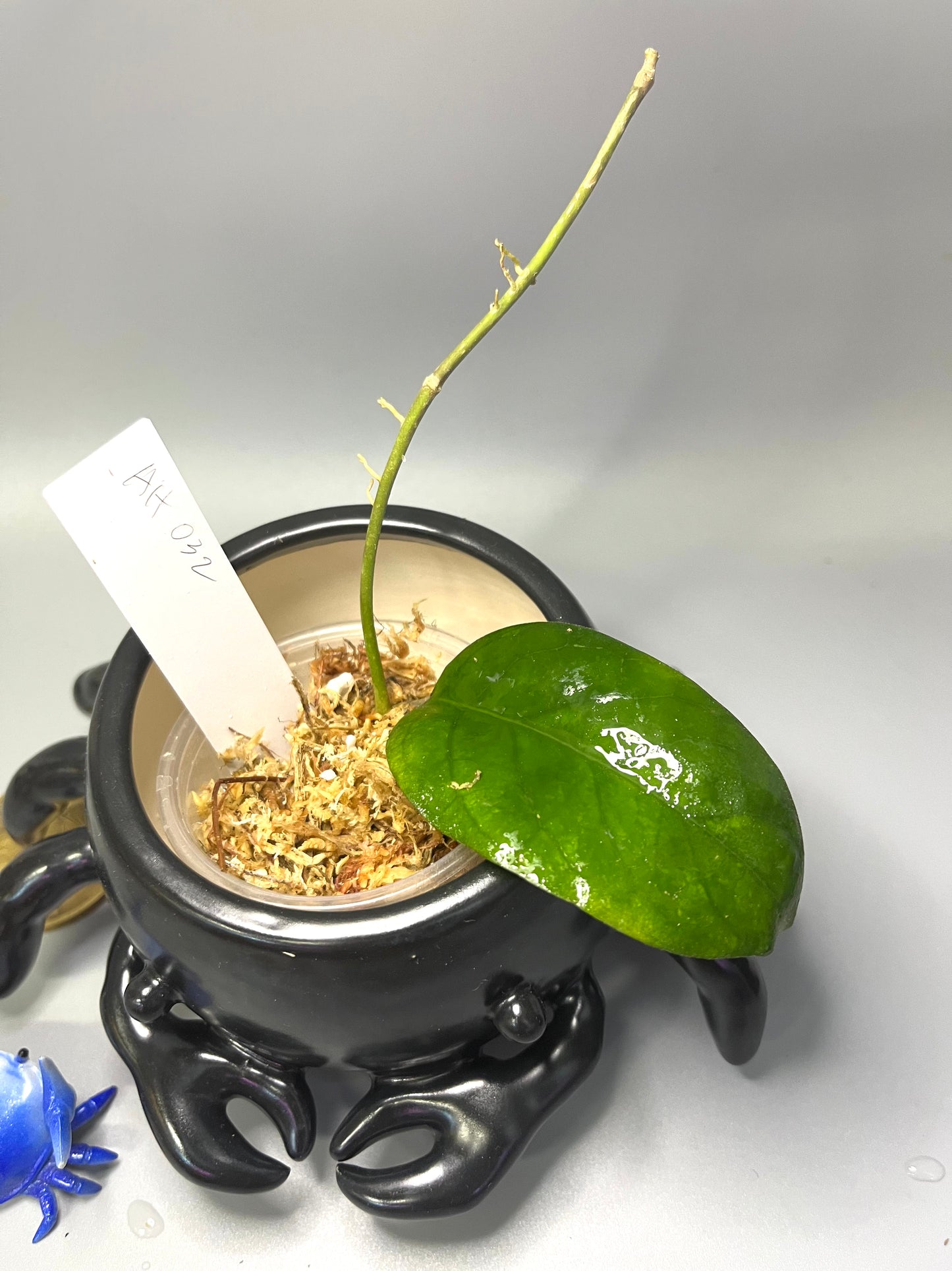 Hoya ah032 - Unrooted