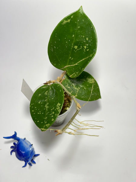 Hoya parasitica splash - has roots