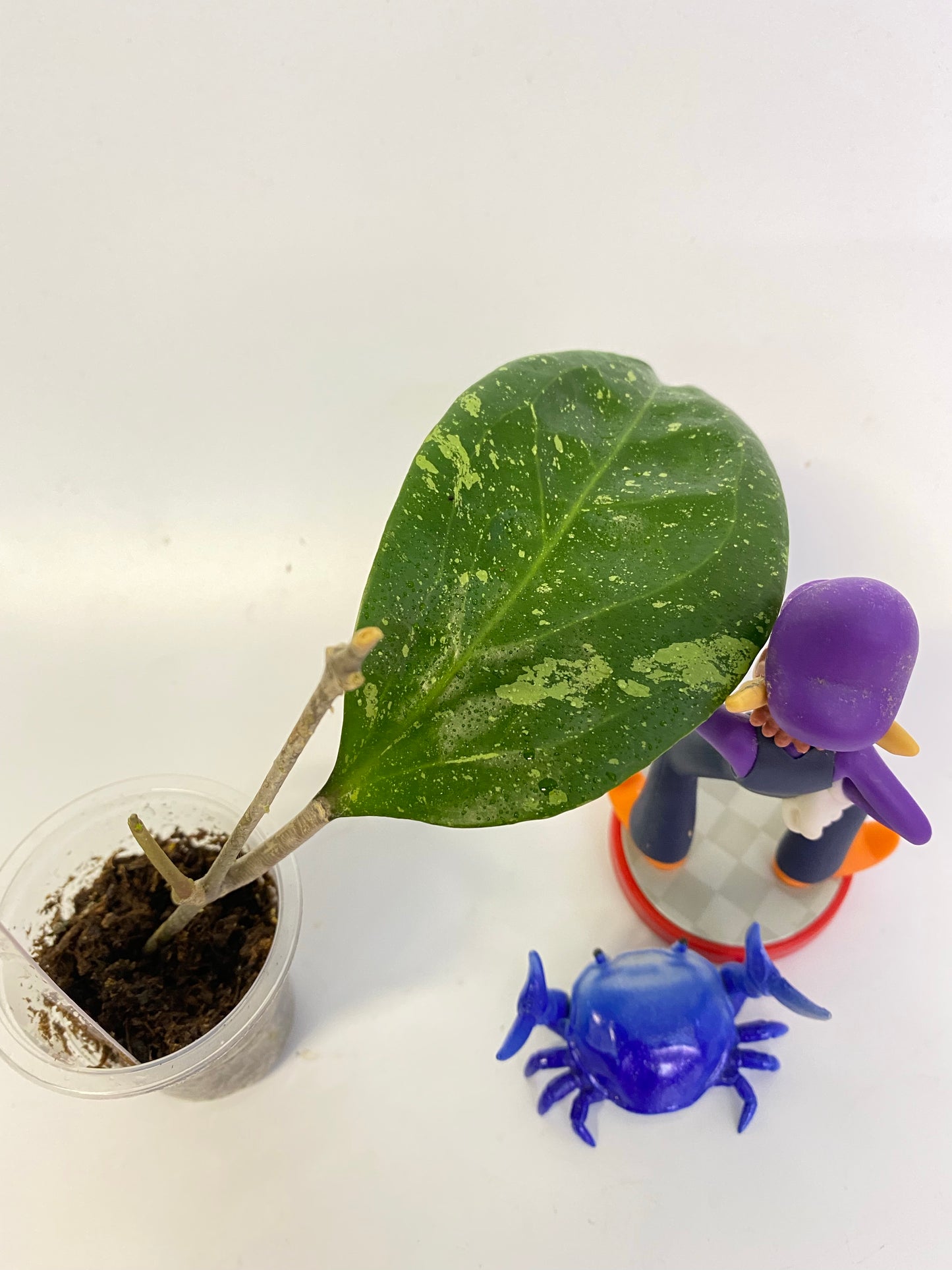 Reserved for Stachelle - Hoya ‘Michele’ - new growth