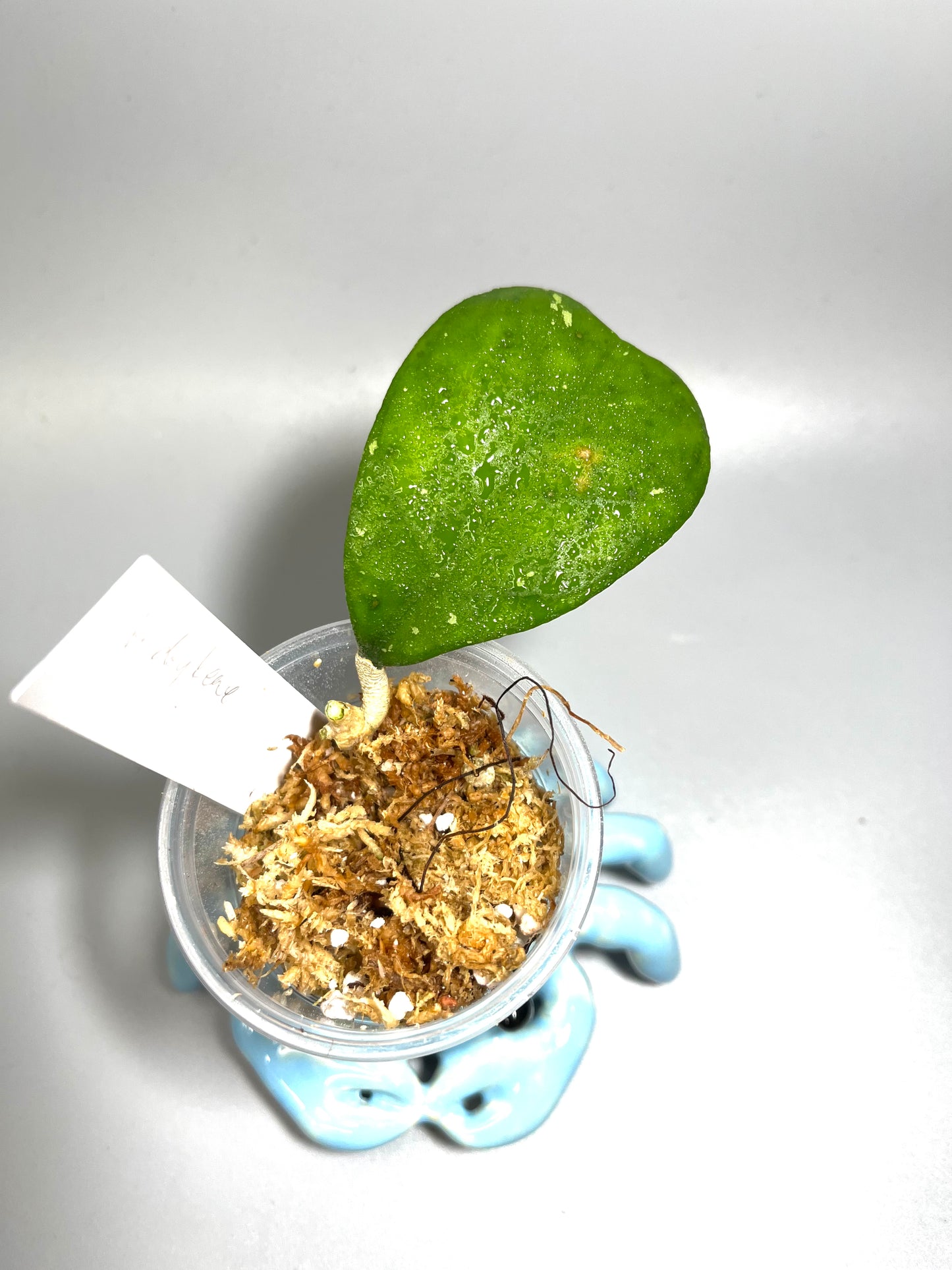 Hoya deykeae - has leaf blemish - unrooted