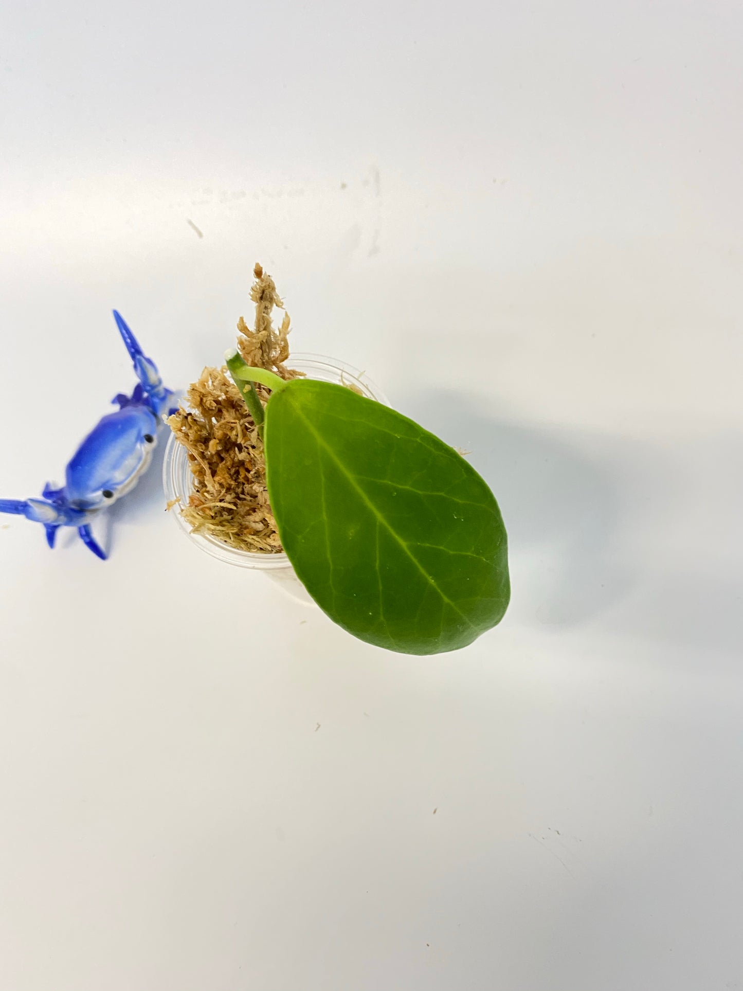 Hoya obscura - unrooted