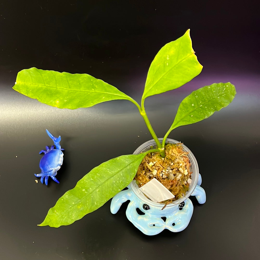 Hoya multiflora yellow with some splash - 2 nodes/ 4 leaves - starting to root