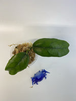 Hoya villosa small leaves - Unrooted