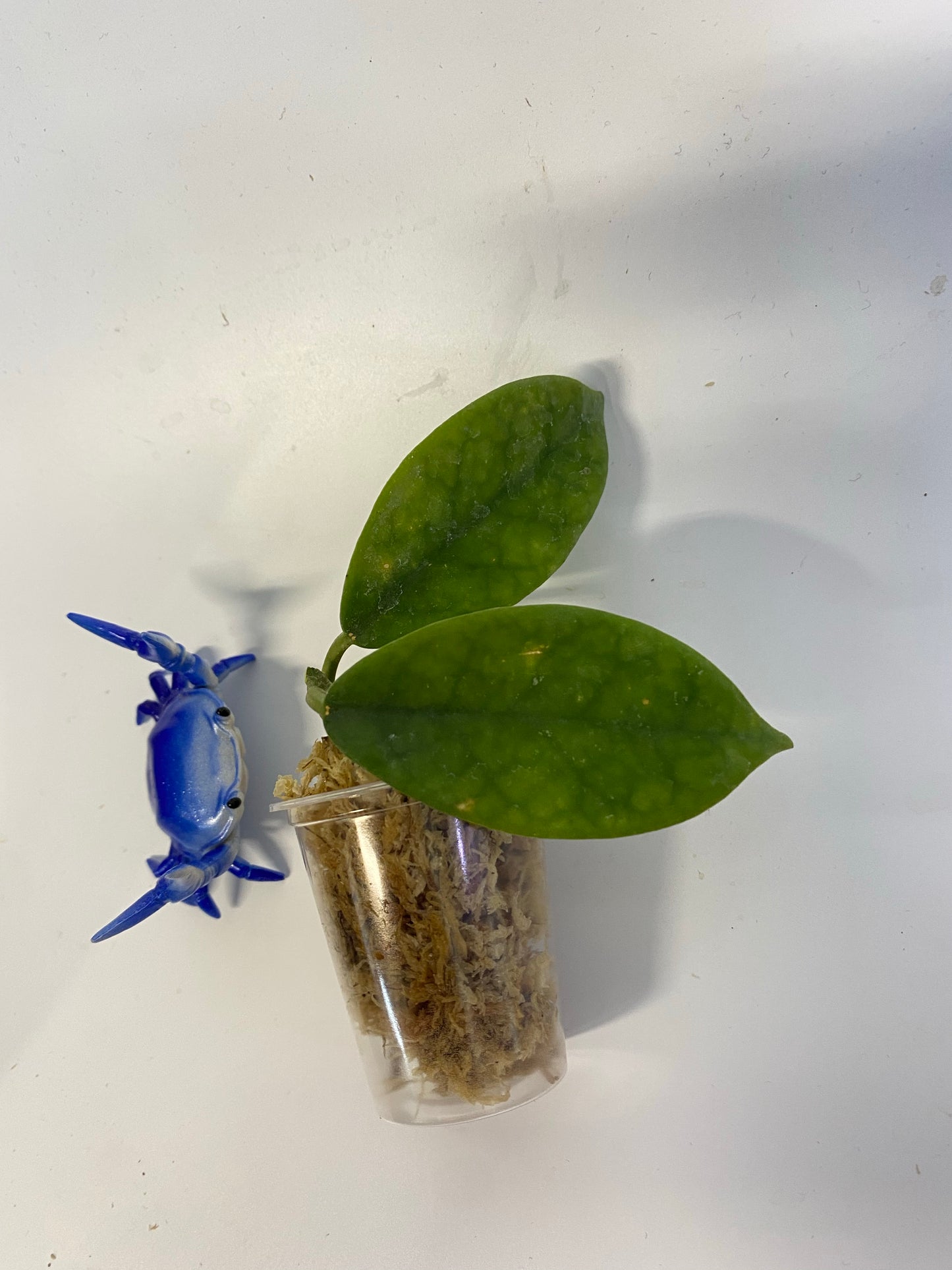 Hoya diversifolia - starting to root