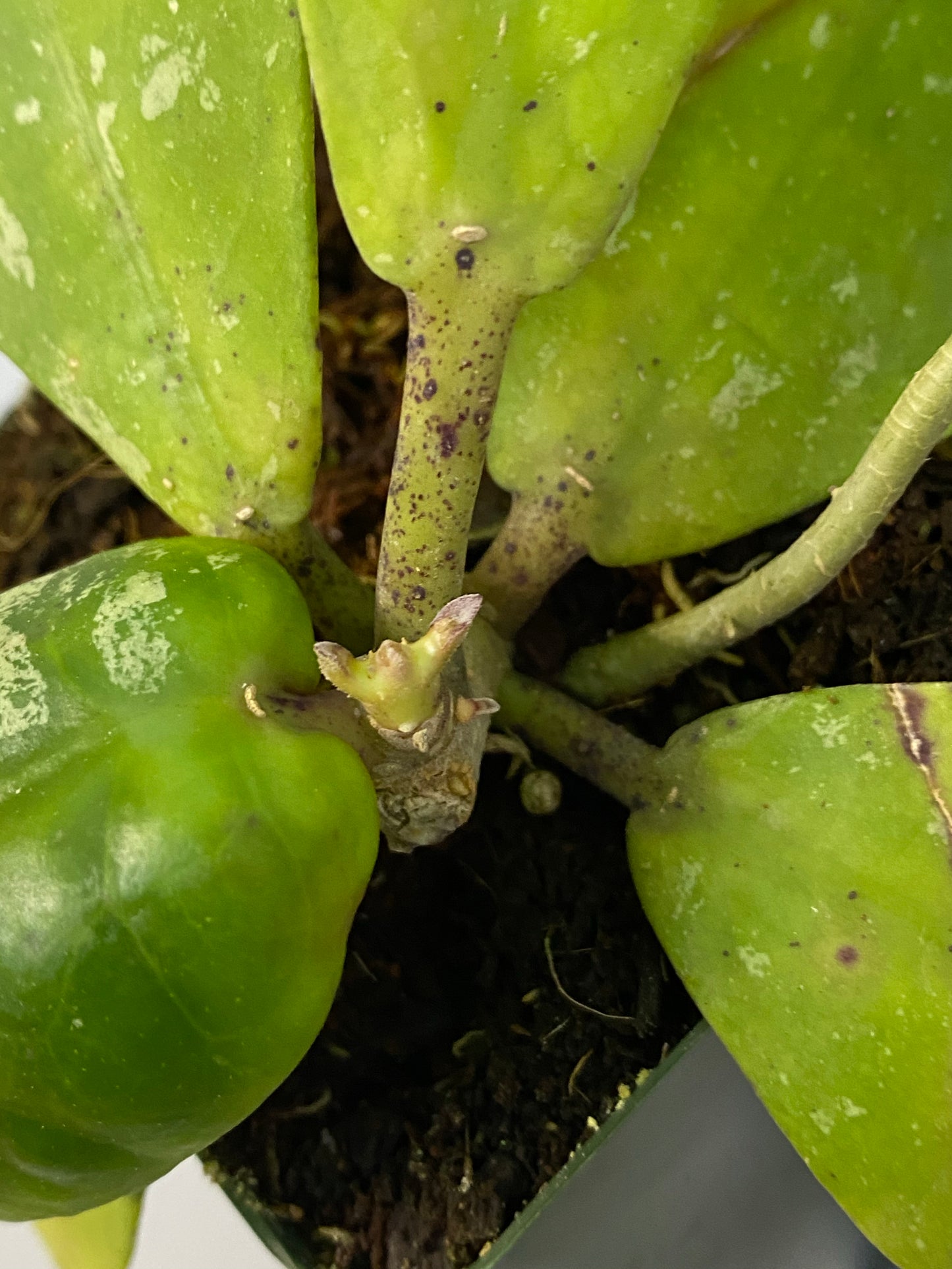 Reserved for Katrina - Hoya mitrata with splash