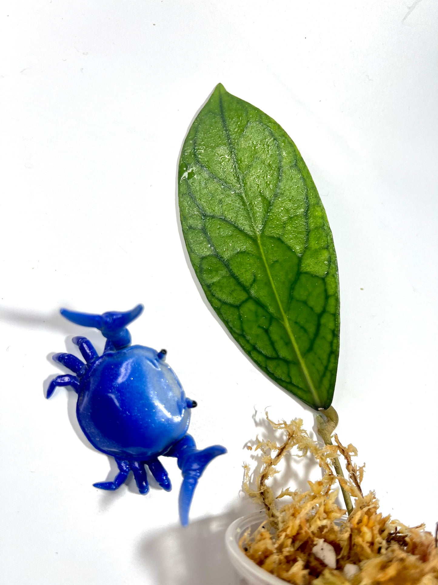 Hoya tanggamus - fresh cut 1 node - Unrooted