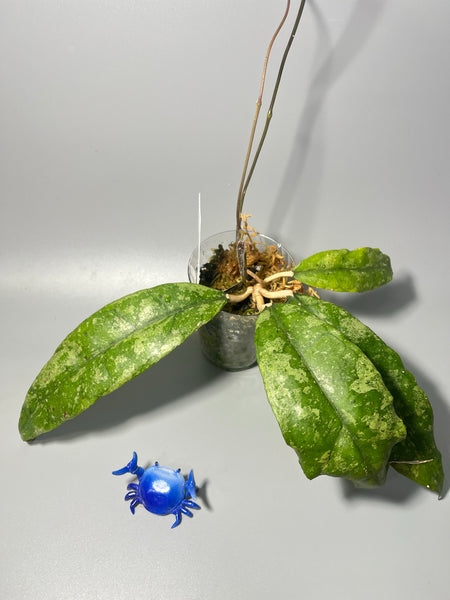 Hoya finlaysonii splash cv trang - Unrooted
