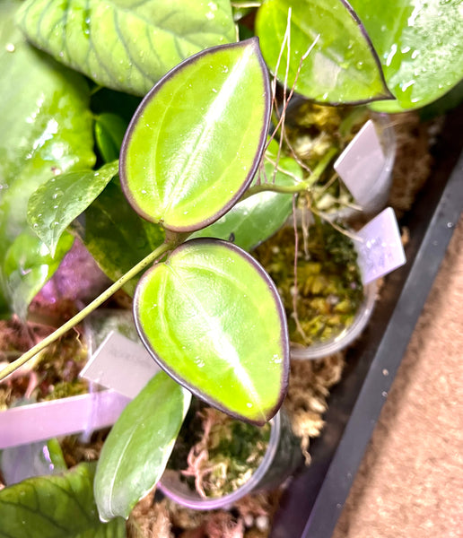 Hoya sp da lat round leaf - fresh cut - 1 node - Unrooted