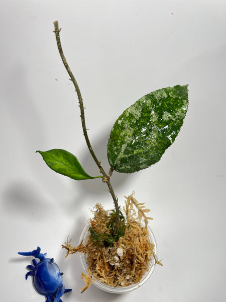 Hoya caudata gold - has some roots
