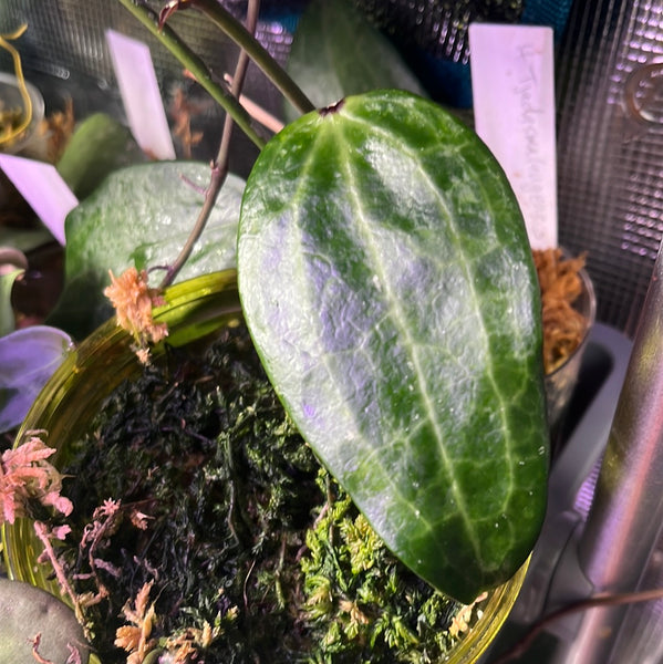 Hoya tjadasmalangensis - fresh cut - 1 node - unrooted