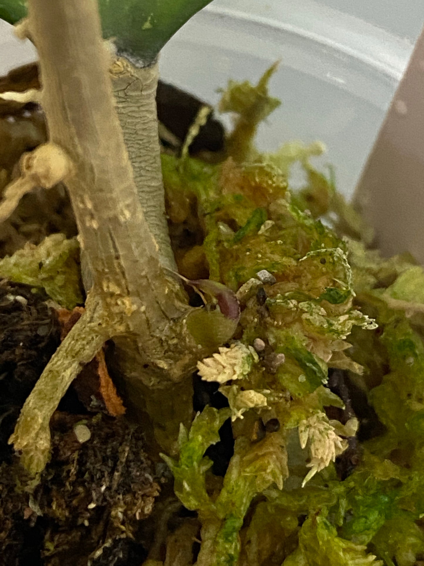 Hoya ‘Michele’ - new growth