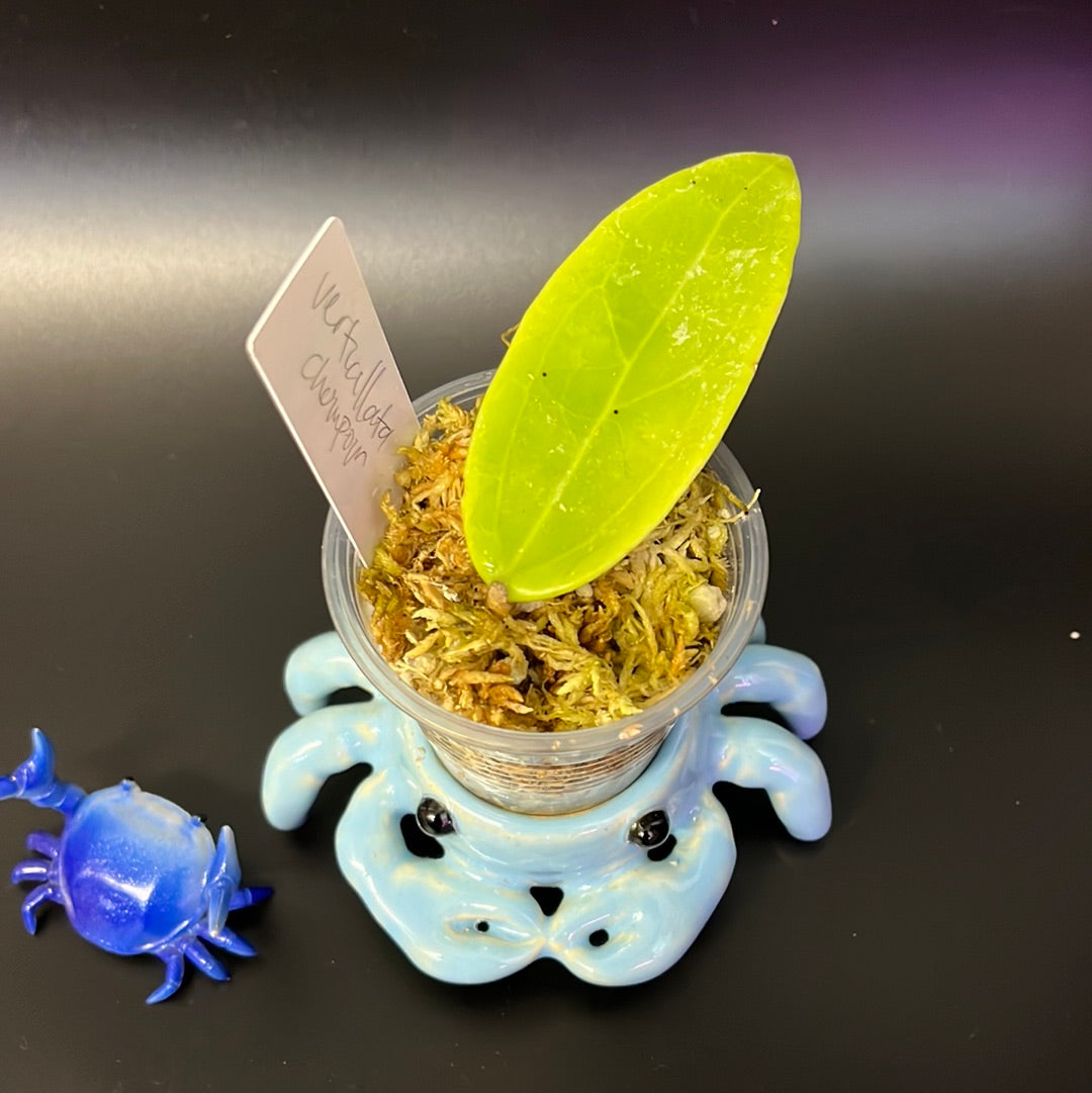 Hoya verticillata chompom - Unrooted