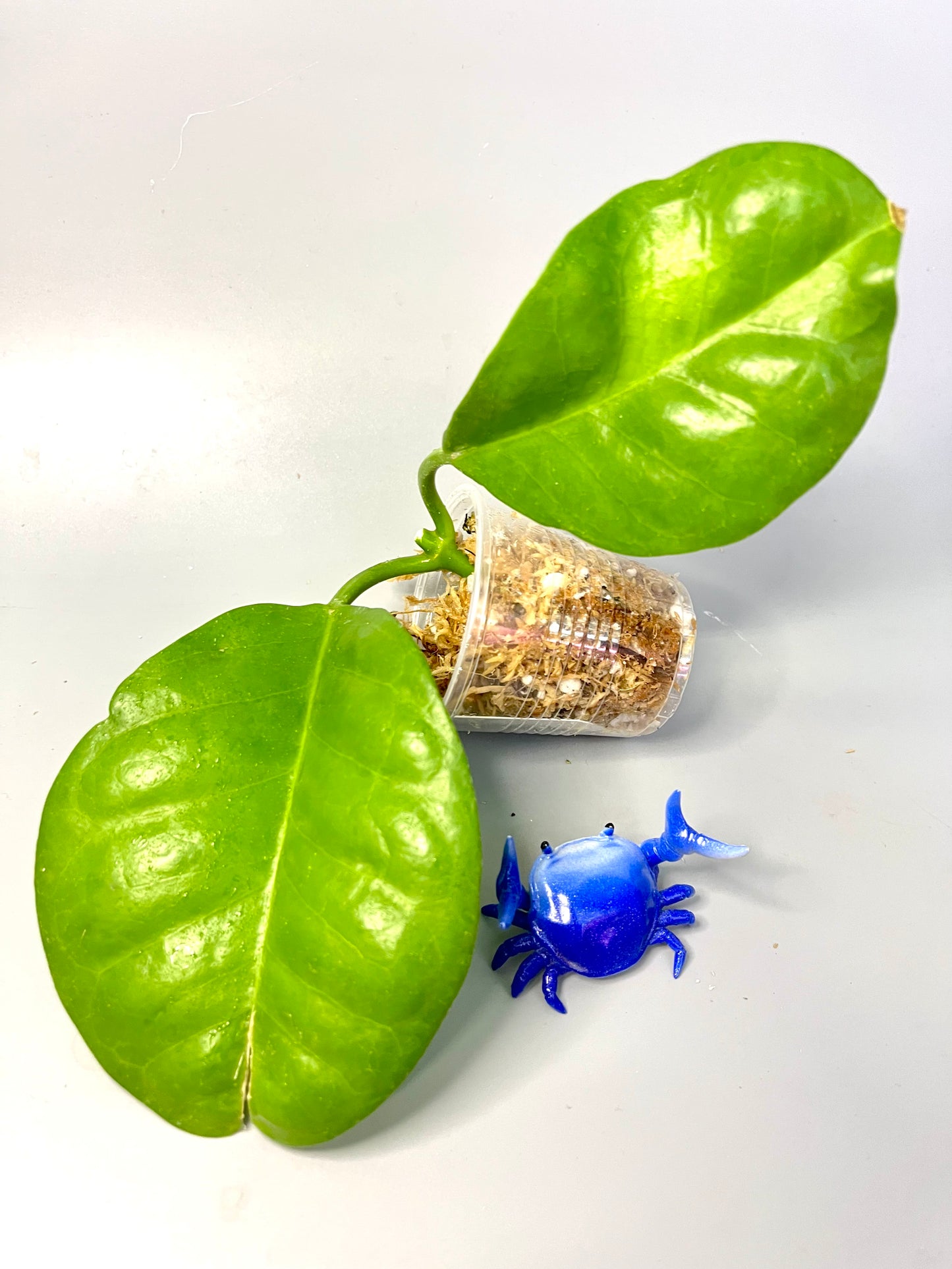 Hoya sp png sv 436 - fresh cut - Unrooted