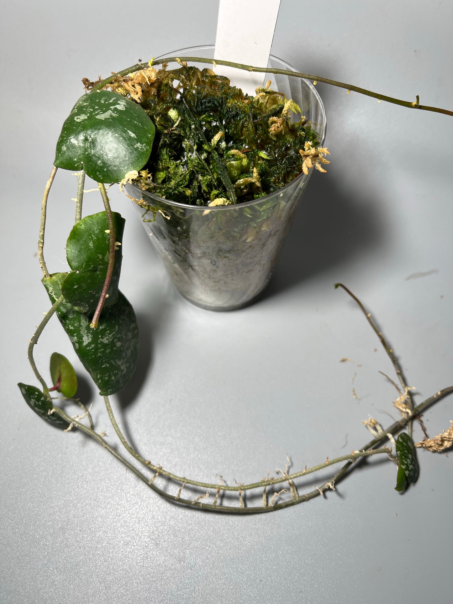 Reserved for Pranavi - Hoya imbricata - active growth