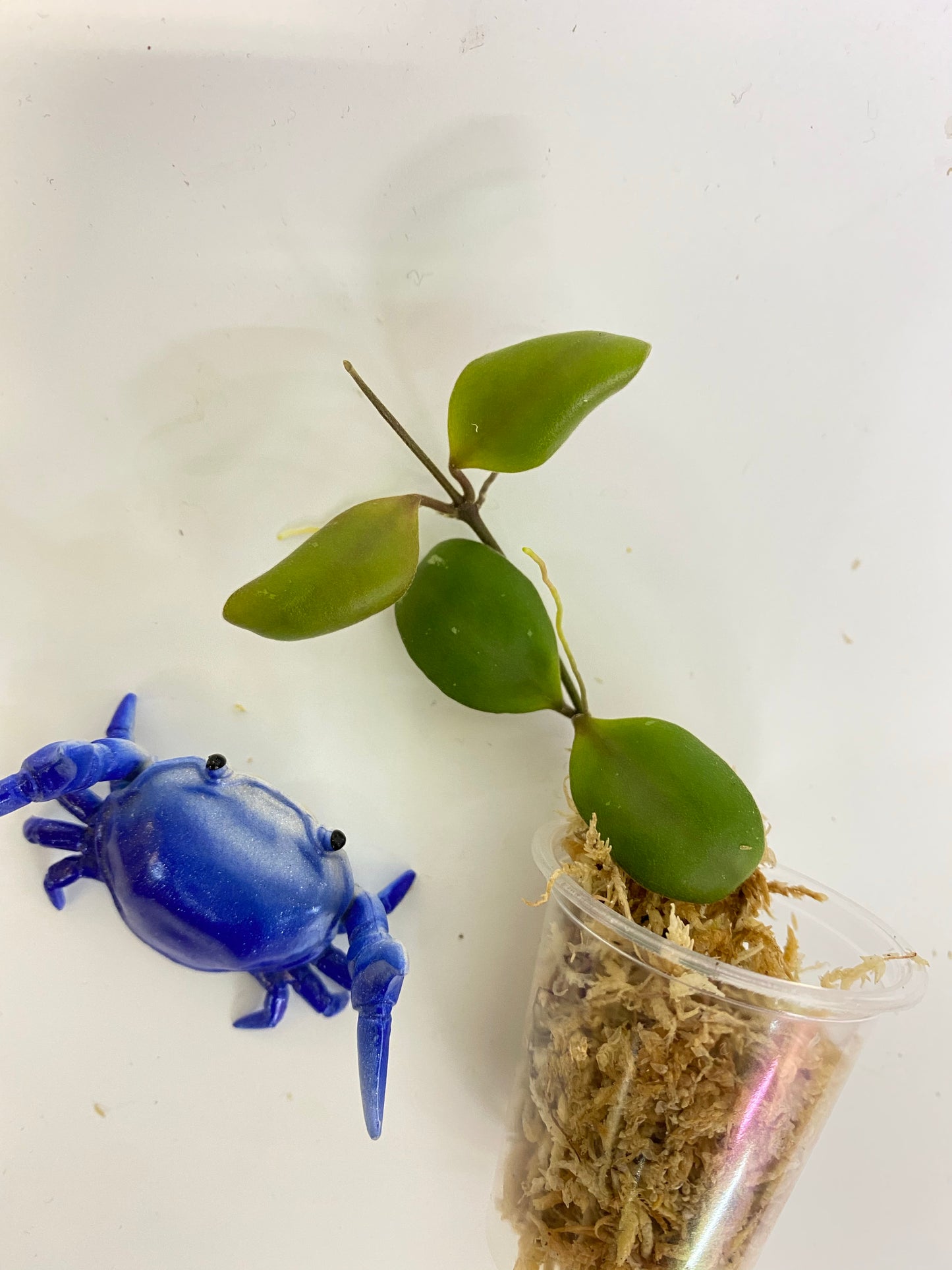 Reserved for Jessie - Hoya brevialata - Unrooted