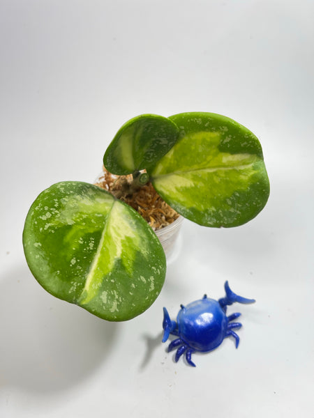 Hoya obovata variegated splash - Unrooted