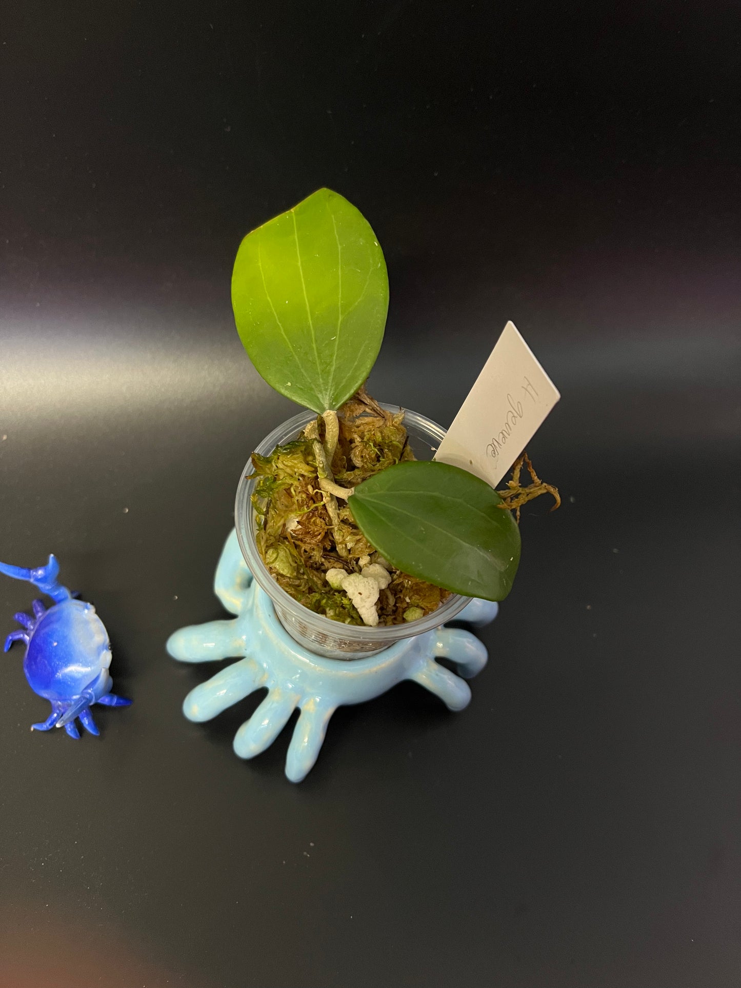 Hoya Genieve MB1141 - has roots