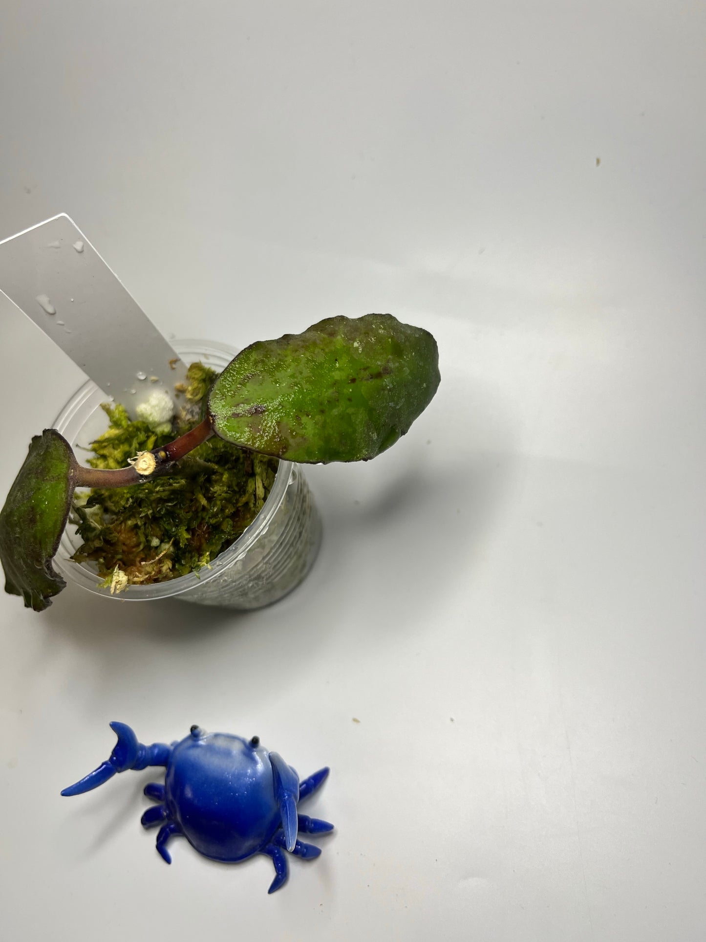 Hoya waymaniae borneo - starting to root